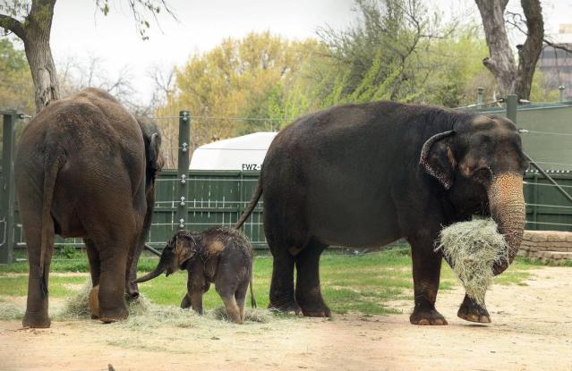 It's a Boy: Fort Worth Zoo Announces New Baby Elephant - Fort