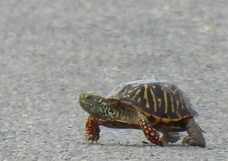 Male ornate box turtle crosses a road near Cache, Oklahoma in May 2023.