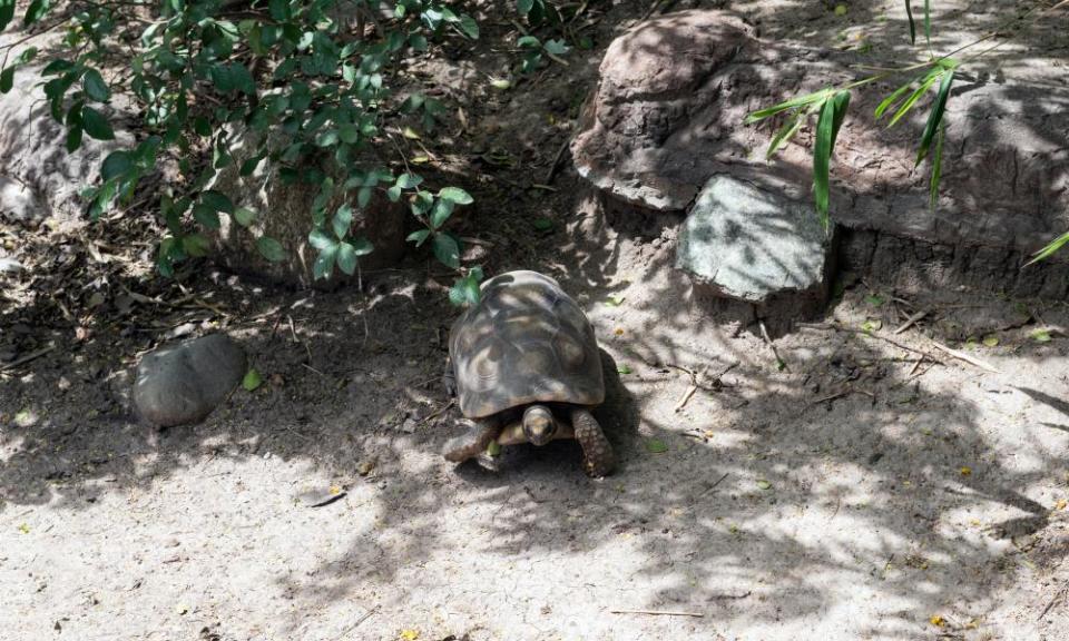 If Texas tortoises die, the economy in many of Texas’s southernmost towns might die too.