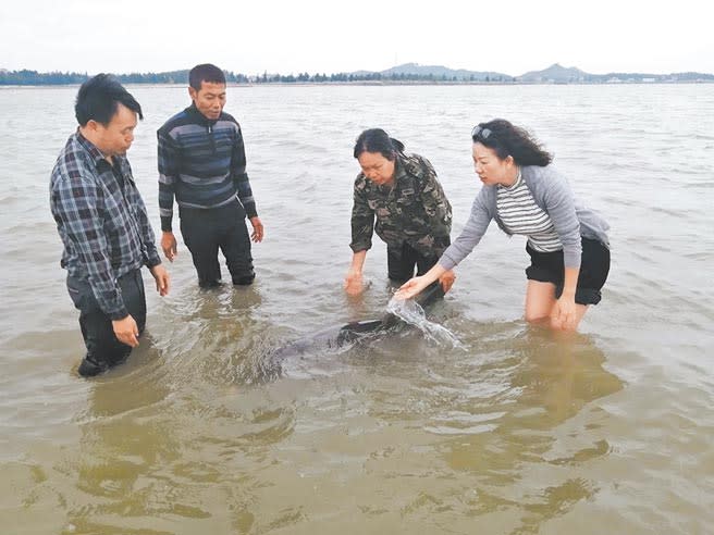 救援人員經過努力，終於將海豚送回大海。（李景琳、宋廷建攝）