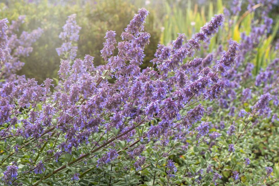 beautiful, blue summer flowers of nepeta grandiflora 'bramdean'