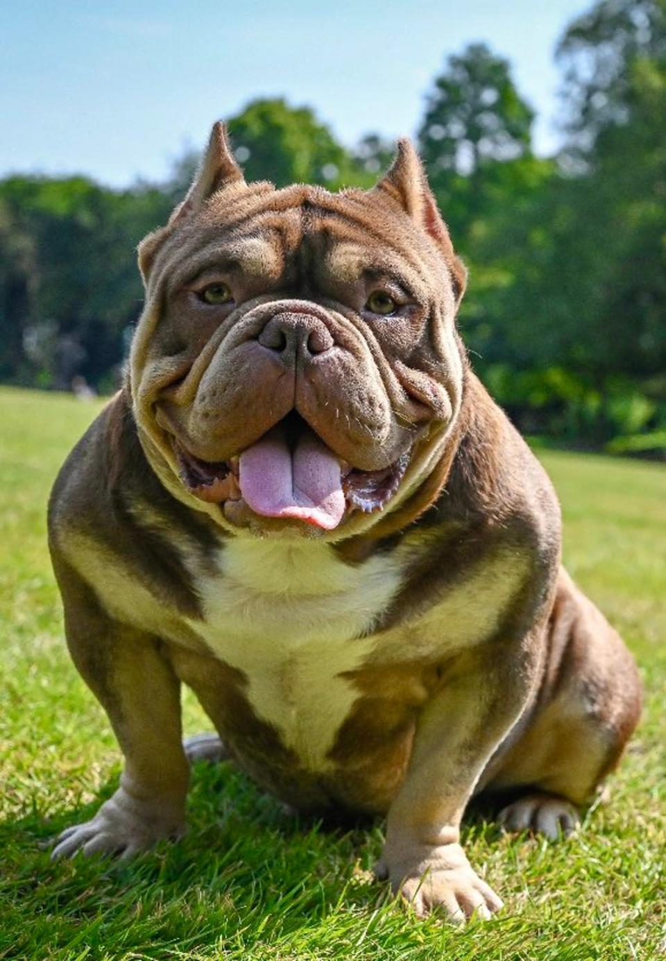 Introducing Chapo the Exotic Bully (Richard Dozsa)