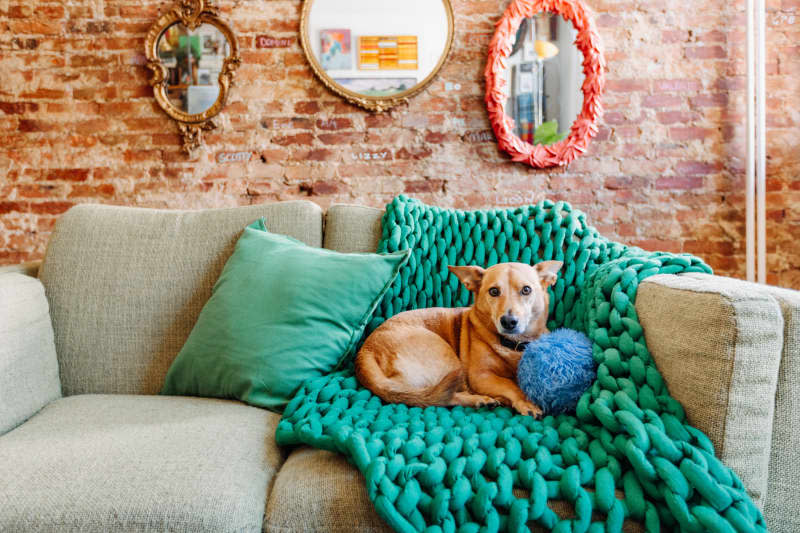 Dog lays on a couch.