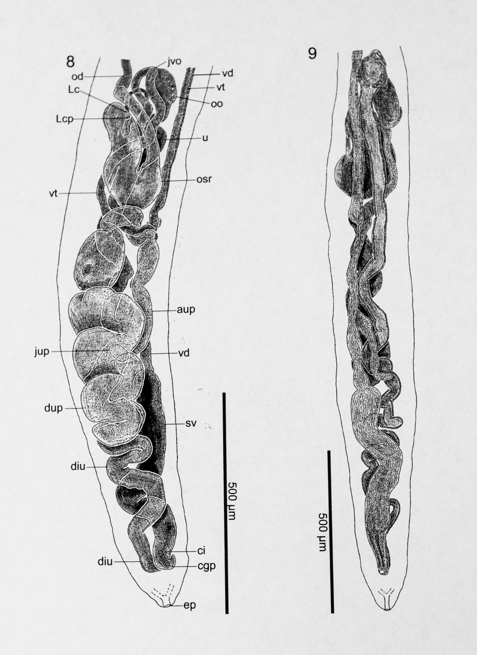 Saint Mary's College biology professor Thomas Platt has named this parasite after President Obama, a distant relative. Tribune Photo/ROBERT FRANKLIN