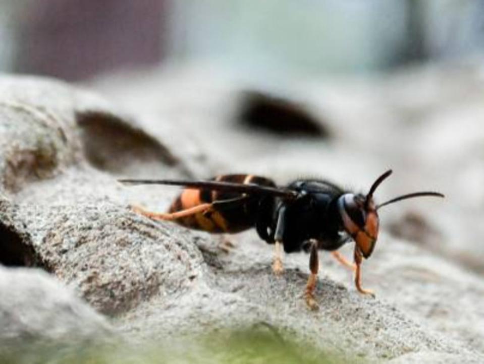 Asian hornets have eaten large numbers of bees in France (AFP/Getty)