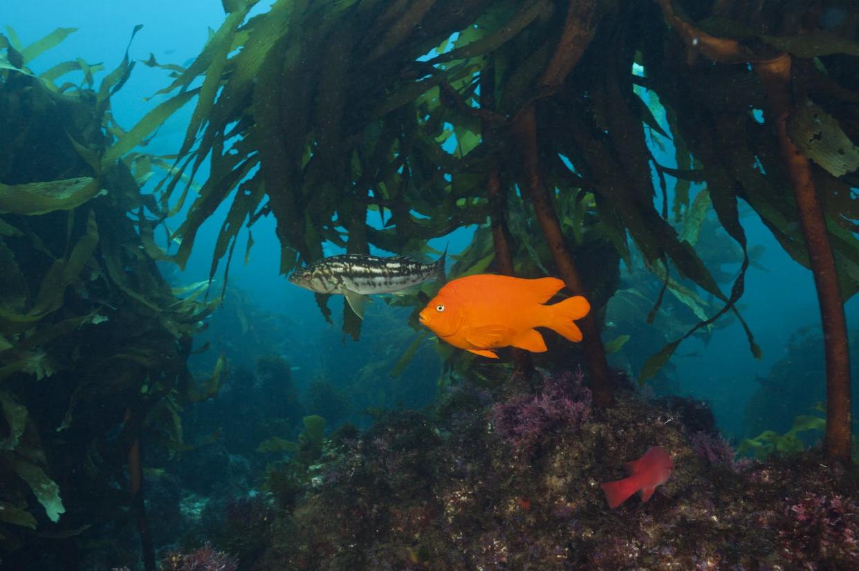 Fish in a kelp forest off San Benito Island, Mexico. <a href="https://www.gettyimages.com/detail/news-photo/garibaldi-fish-in-kelp-forest-hypsypops-rubicundus-san-news-photo/551022897" rel="nofollow noopener" target="_blank" data-ylk="slk:Photo by Reinhard Dirscherl/ullstein bild via Getty Images;elm:context_link;itc:0;sec:content-canvas" class="link ">Photo by Reinhard Dirscherl/ullstein bild via Getty Images</a>