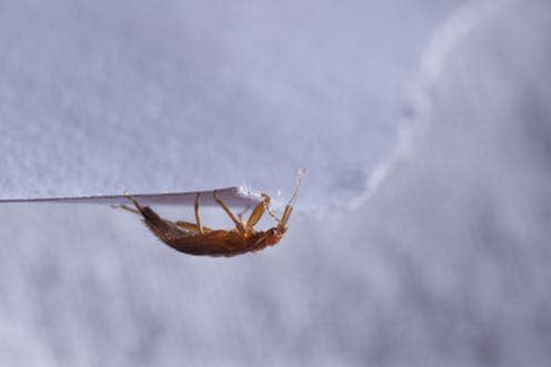 <span class="caption">Insecta cimicidae. </span> <span class="attribution"><a class="link " href="https://www.shutterstock.com/image-photo/bed-bug-cimex-lectularius-543036598?src=kqVqcB67FzlRlmd-QCRYiQ-1-31" rel="nofollow noopener" target="_blank" data-ylk="slk:Akos Nagy;elm:context_link;itc:0;sec:content-canvas">Akos Nagy</a></span>