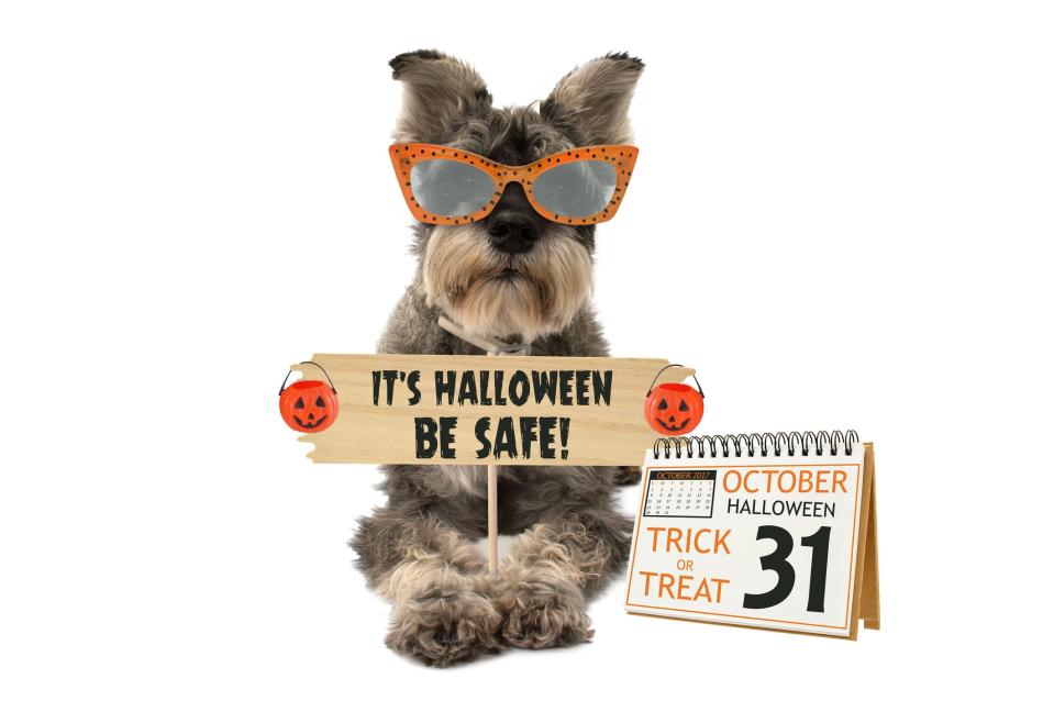 Halloween safety goes not just for the kids in our lives, but pets as well.