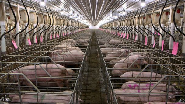 PHOTO: Gestation crates, or sow stalls, that confine female pigs during breeding and pregnancy are widely used across the pork industry. California's Proposition 12 would ban the crates and the sale of pork from farms that use them. (ABC News)