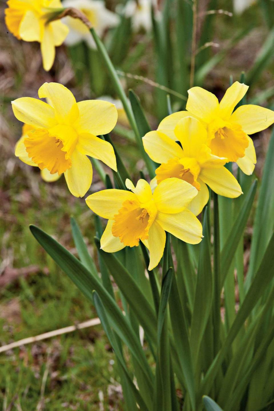 Daffodil