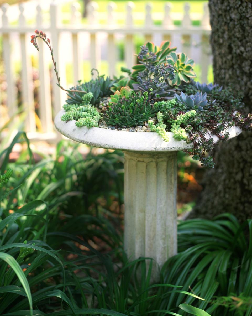 Succulent-Filled Birdbath