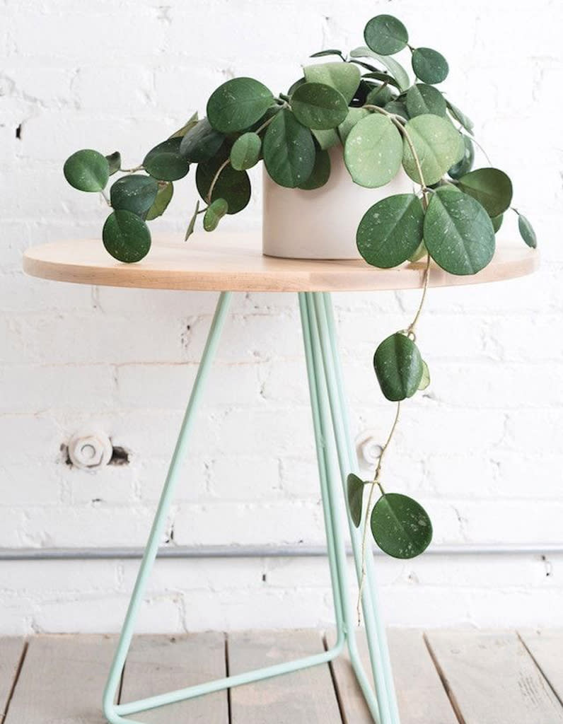 Le pilea