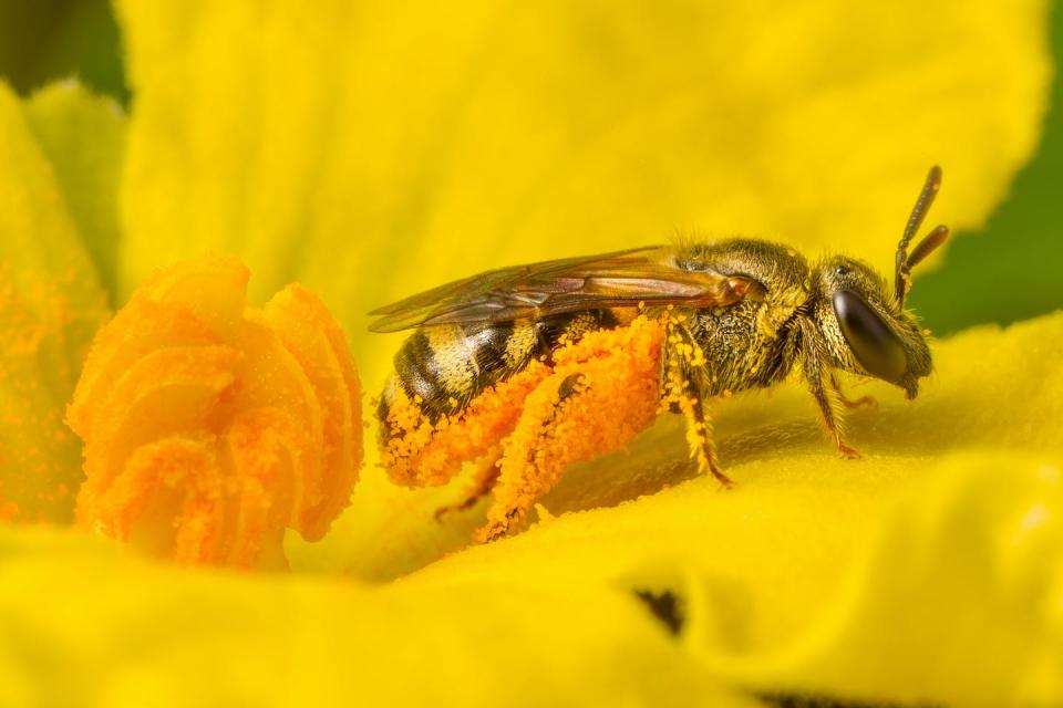 Una abeja con gran cantidad de polen adherido a su cuerpo. <a href="https://www.shutterstock.com/es/image-photo/super-macro-little-bee-collecting-pollen-1920001838" rel="nofollow noopener" target="_blank" data-ylk="slk:Shutterstock / kajornyot wildlife photography;elm:context_link;itc:0;sec:content-canvas" class="link ">Shutterstock / kajornyot wildlife photography</a>