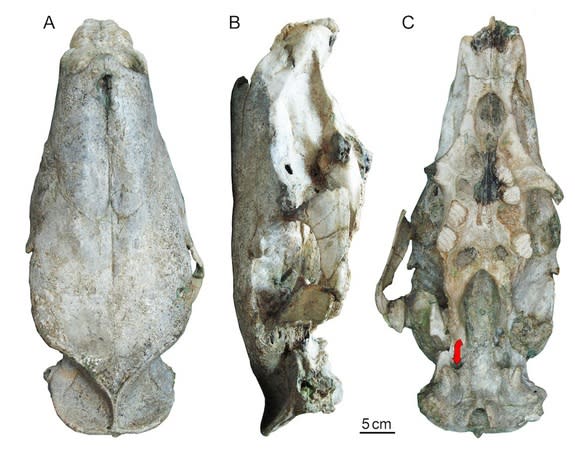 The monster rodent <i>Josephoartegasia monesi</i> used its large front incisors to root around in the ground and fend off predators, new research suggests. Here, several views of its skull.