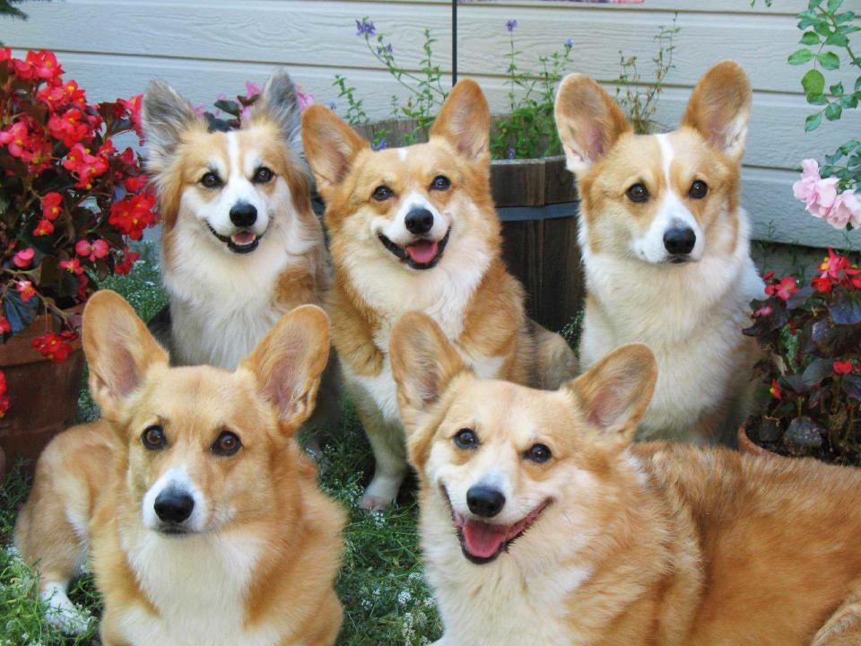 corgi family portrait best