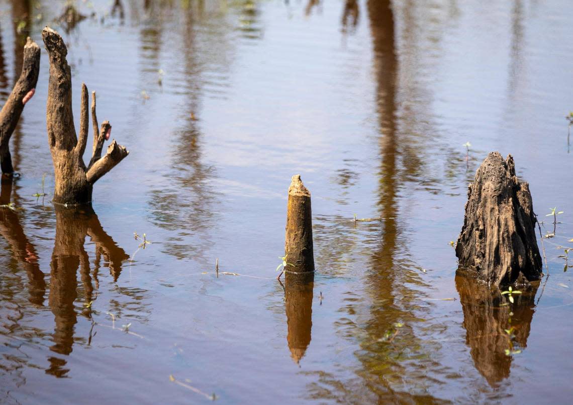 A large beaver lodge, cut trees and beaver tracks show recent activities by the animals that wreak havoc in Horry County watersheds. Members of the Horry County Stormwater department show reporters a large beaver dam that blocked drainage and created flooding problems in the Burgess community. June 15, 2022.