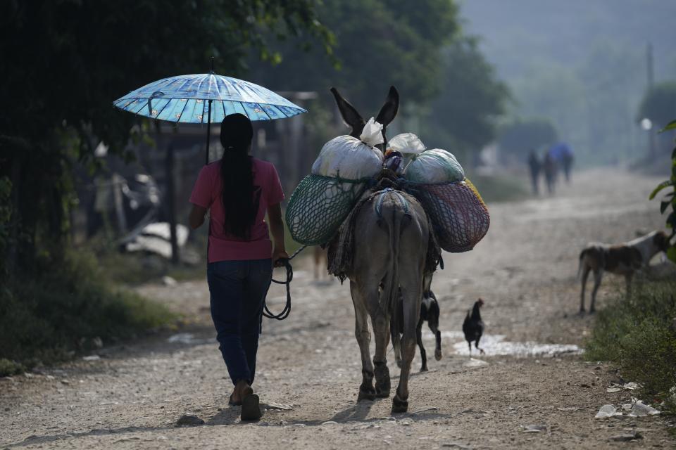 A woman leads her donkey, loaded with goods, in Plan de Ayala, a Tojolabal village in the Las Margaritas municipality of Chiapas state, Mexico, Friday, May 3, 2024. Two women are on Mexico’s ballot for president while women in some Indigenous areas have no voice in their own villages. However, with help from younger generations, some Indigenous women are pushing for change. (AP Photo /Marco Ugarte)