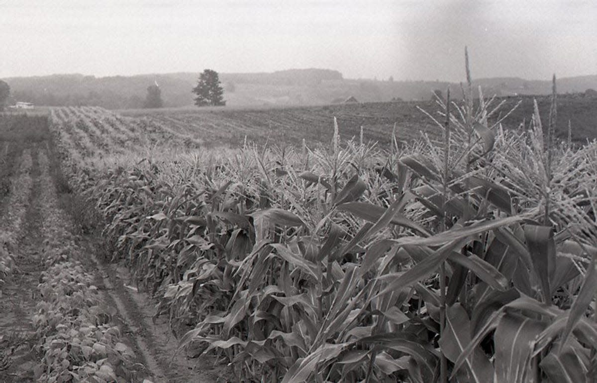 Crops at an Emmet County Farm.