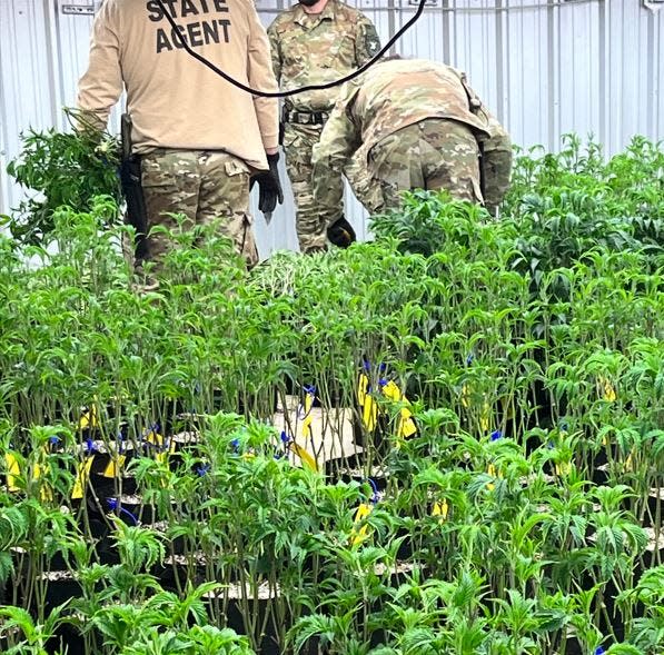 Narcotics agents seize marijuana plants during a raid Thursday of QD Farms in Ringling.