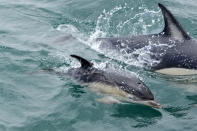 A dolphin calf swims near a boat at the mouth of the Tagus River in Lisbon, Friday, June 24, 2022. Starting Monday the United Nations is holding its five-day Oceans Conference in Lisbon hoping to bring fresh momentum for efforts to find an international agreement on protecting the world's oceans. (AP Photo/Armando Franca)