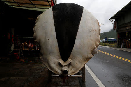 The carcass of a fattened pig, winner of the "holy pig" contest, is attached to a frame during a sacrificial ceremony in Sanxia district, in New Taipei City, Taiwan February 1, 2017. REUTERS/Tyrone Siu