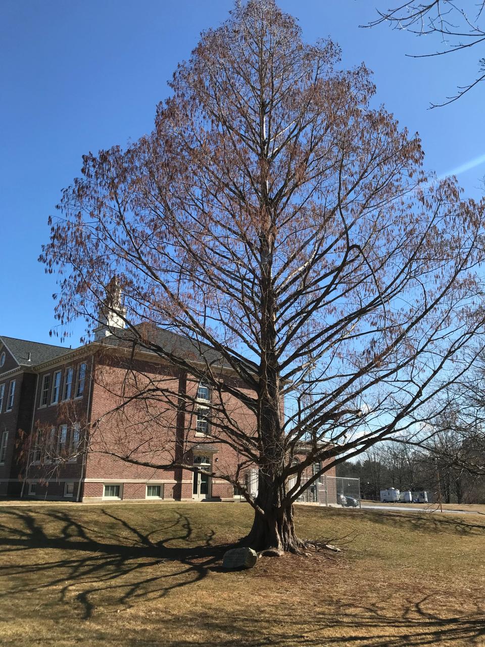 A rare dawn redwood tree stands next to North Smithfield Town Hall on Greene Street.
