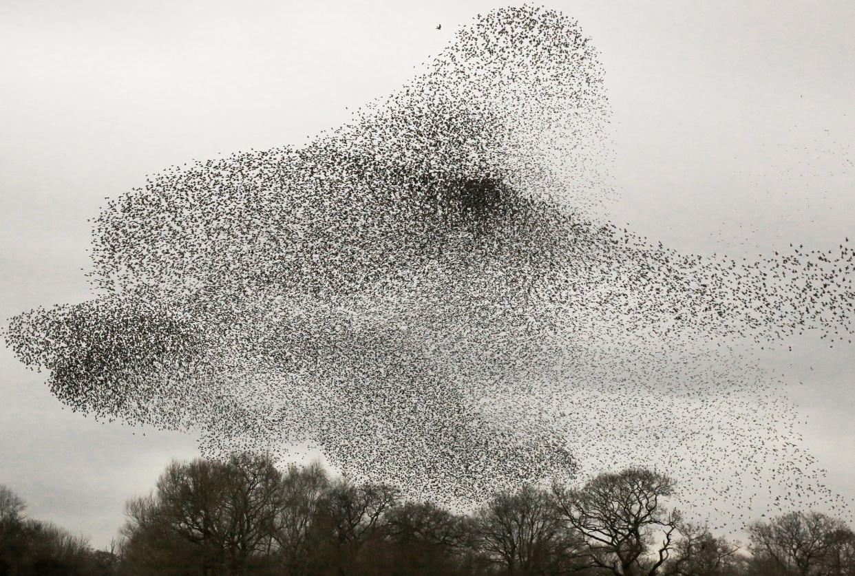 The mesmerising display was pictured at Heath Nature Reserve in Glastonbury, Somerset, with the starlings contorting into a variety of stunning shapes. (SWNS)