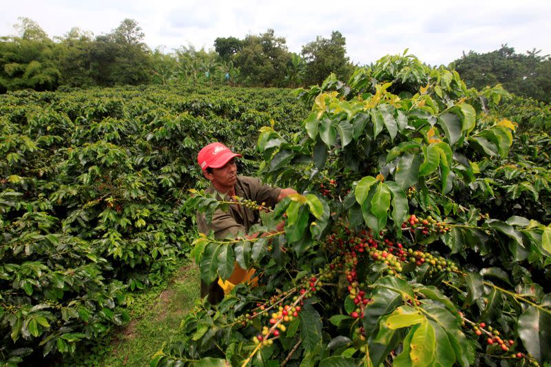 FILE PHOTO: A coffee grower picks coffee fruits in a plantation near Montenegro