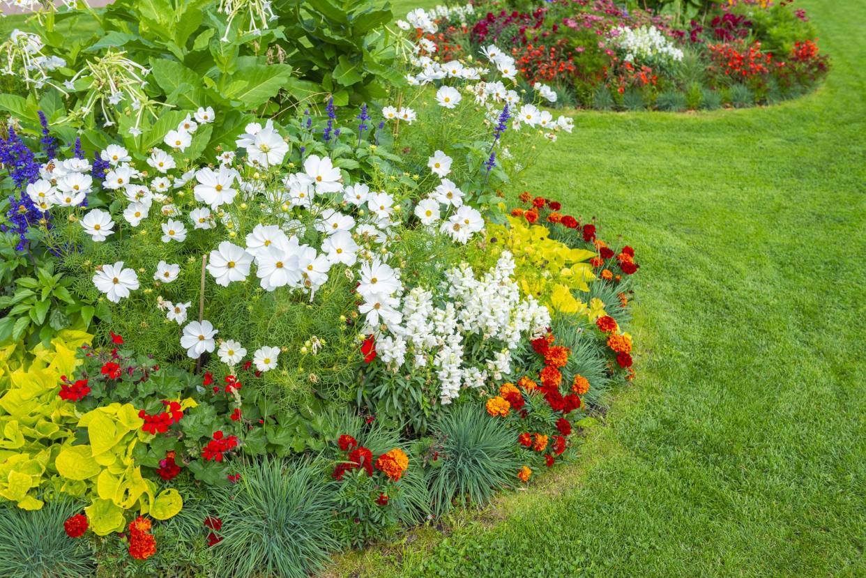 flowers in yard