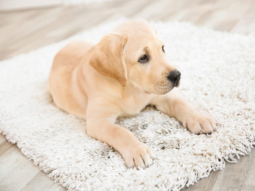 yellow pupy on white shaggy rug