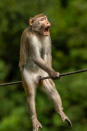 <p>"A golden silk monkey in Yunnan, China — this is actually a show of aggression however in the position that the monkey is in it looks quite painful!" Jensen explains. </p>