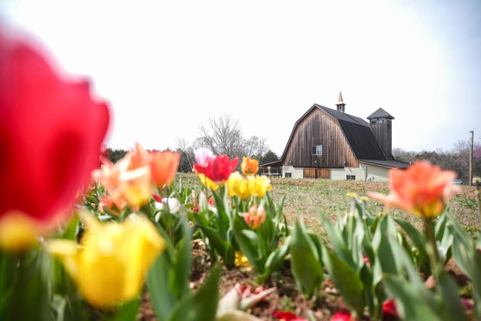 The barn that welcomes visitors to the Liberty Grace Farm Tulip Festival.