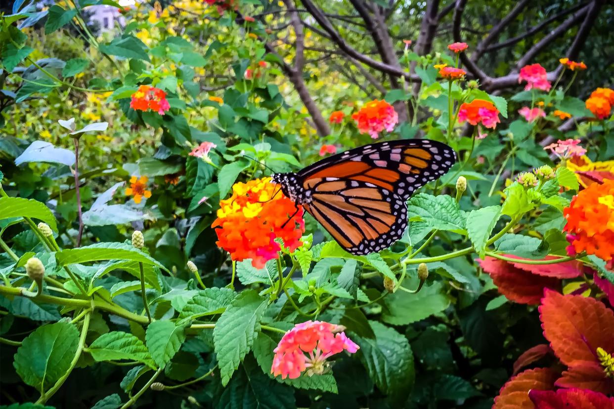 Monarch butterfly on a flower in a garden