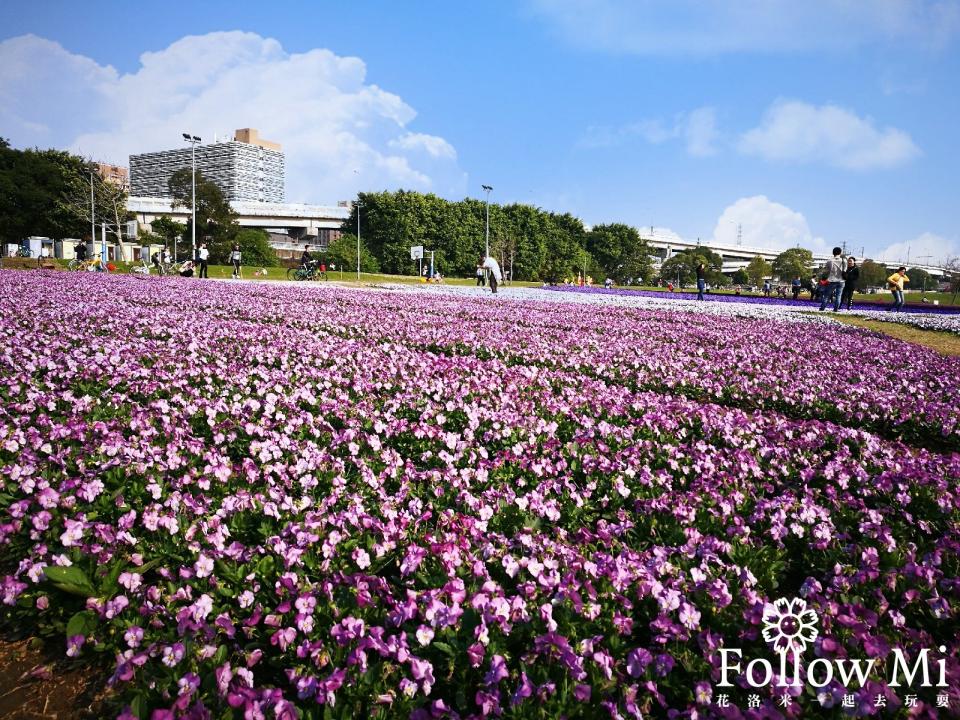 <p>古亭河濱公園的花海。（圖／《花洛米一起去玩耍》授權提供）</p>
