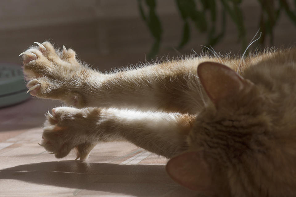 Katzen haben scharfe Krallen - und die können die sogenannte Katzenkratzkrankheit übertragen (Symbolbild: Getty Images)