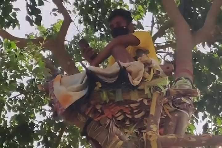 印度一名學生確診新冠肺炎後，因缺乏隔離設施，只能待在樹上自主隔離。（翻攝自ThePrint YouTube）