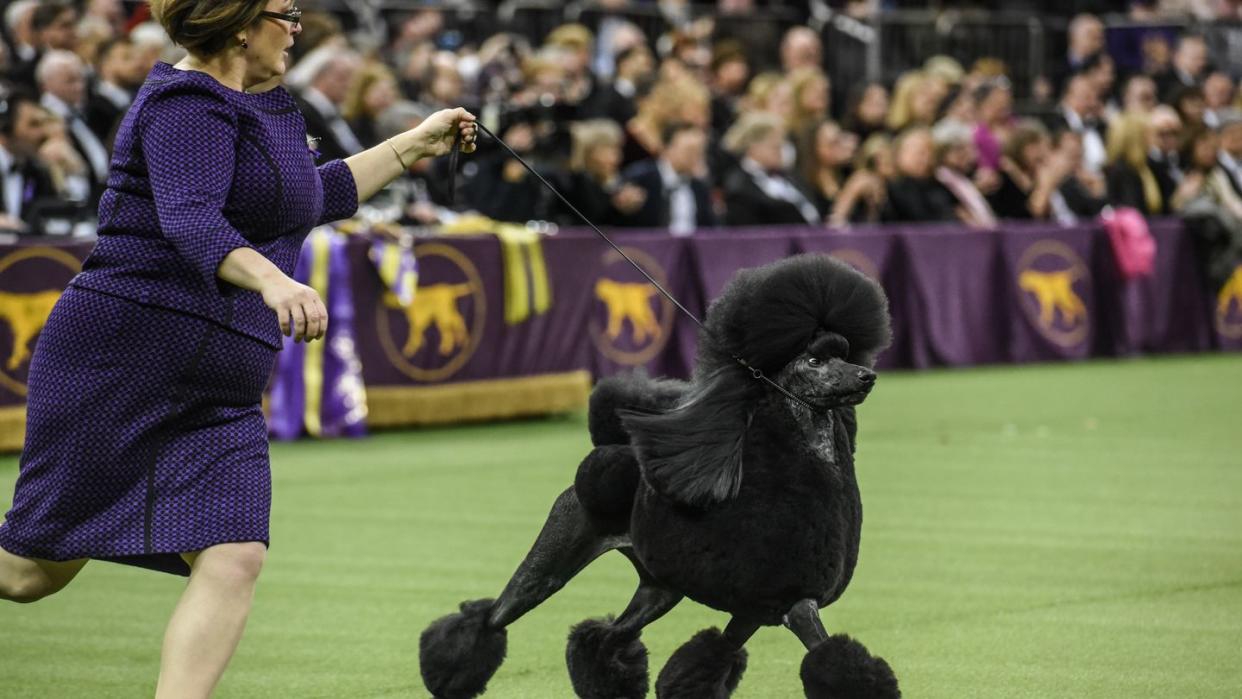 westminster kennel club hosts annual dog show in new york