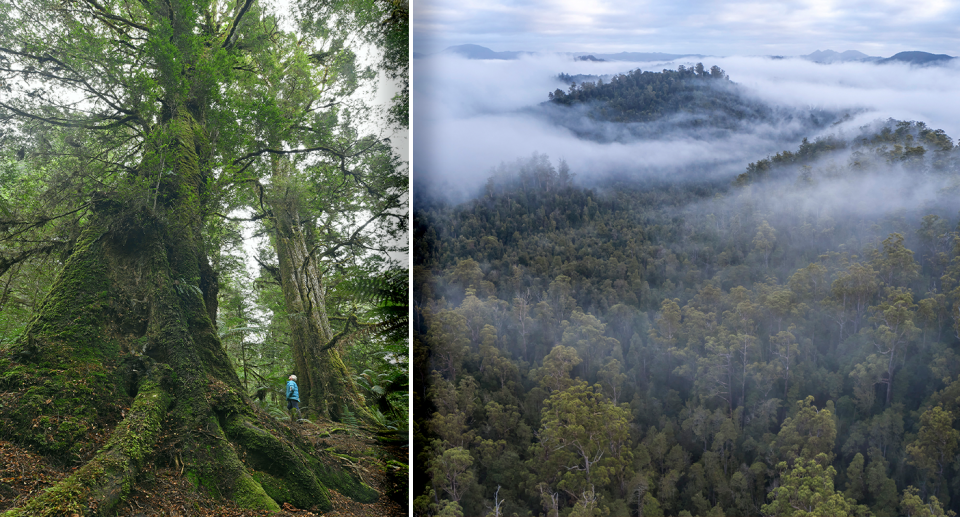 A person looks tiny when standing next to a tree in the Tarkine valley. Source: Ted Mead / Supplied