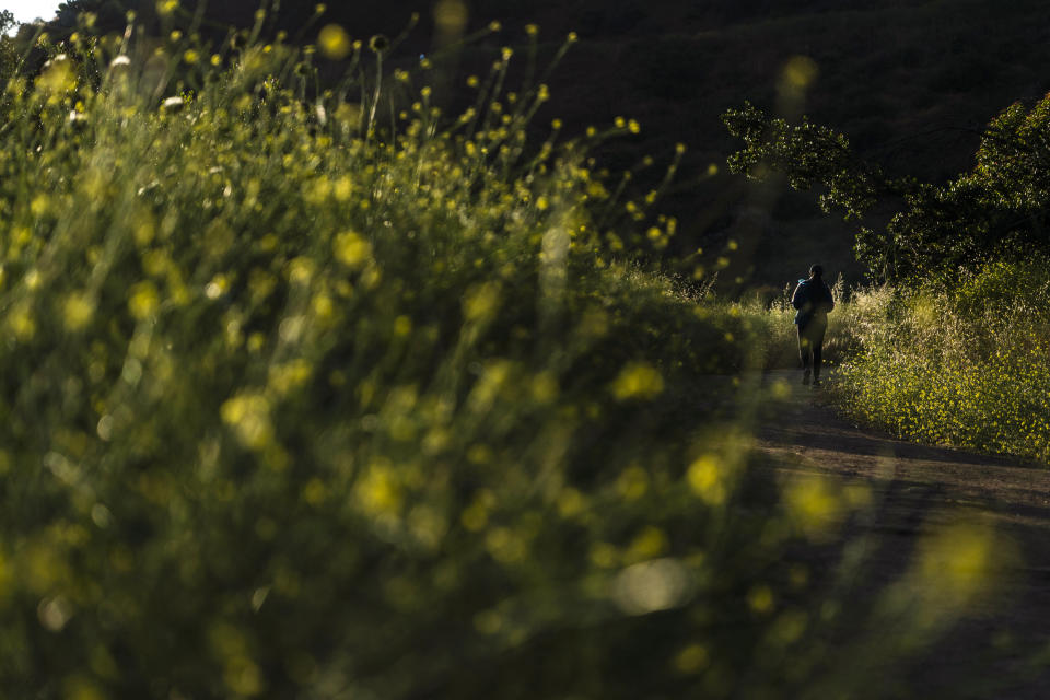 A hiker walks along a trail lined with clusters of wild mustard in Griffith Park in Los Angeles, Thursday, June 8, 2023. With the bright yellow plant blanketing much of the state this spring, the problem grabbed the attention of land management officials, along with fashion designers, artists, and chefs who are tackling the invasion by harvesting it to use in everything from clothing dyes to pesto. (AP Photo/Jae C. Hong)