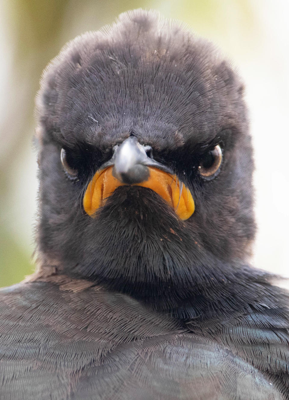 An Angry Bird's Face Speaks Volumes