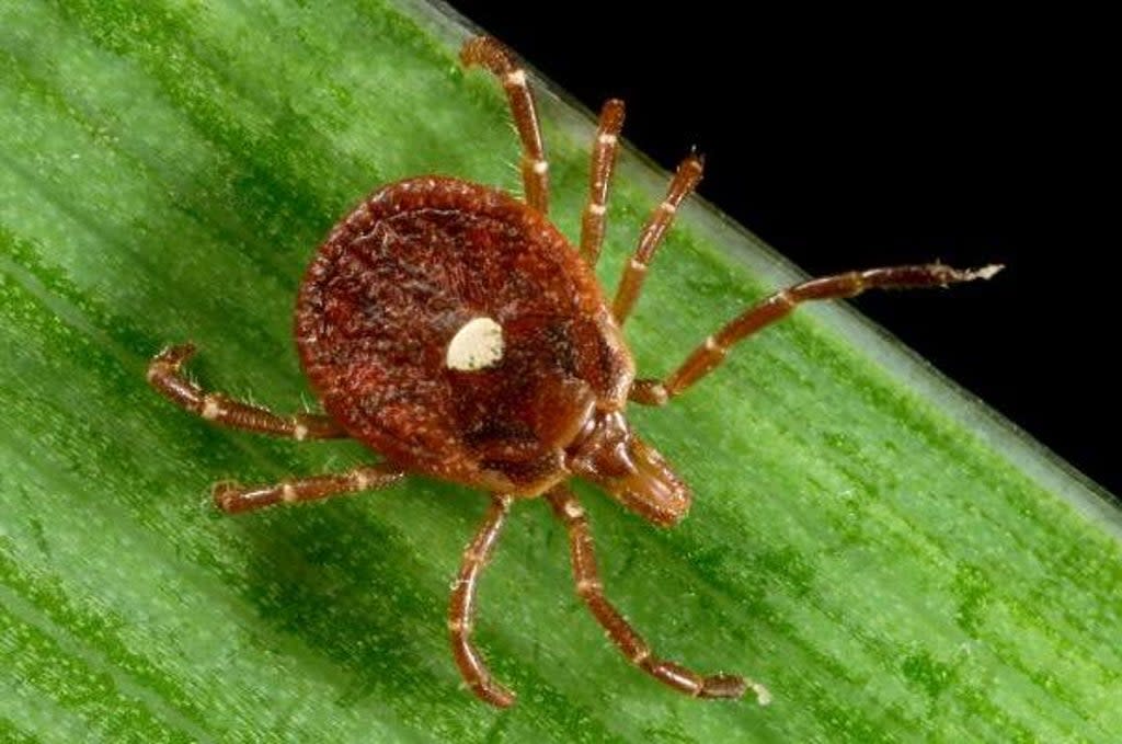 A female lone star tick, found through the eastern and south-central states (US Centres for Disease Control and Prevention)