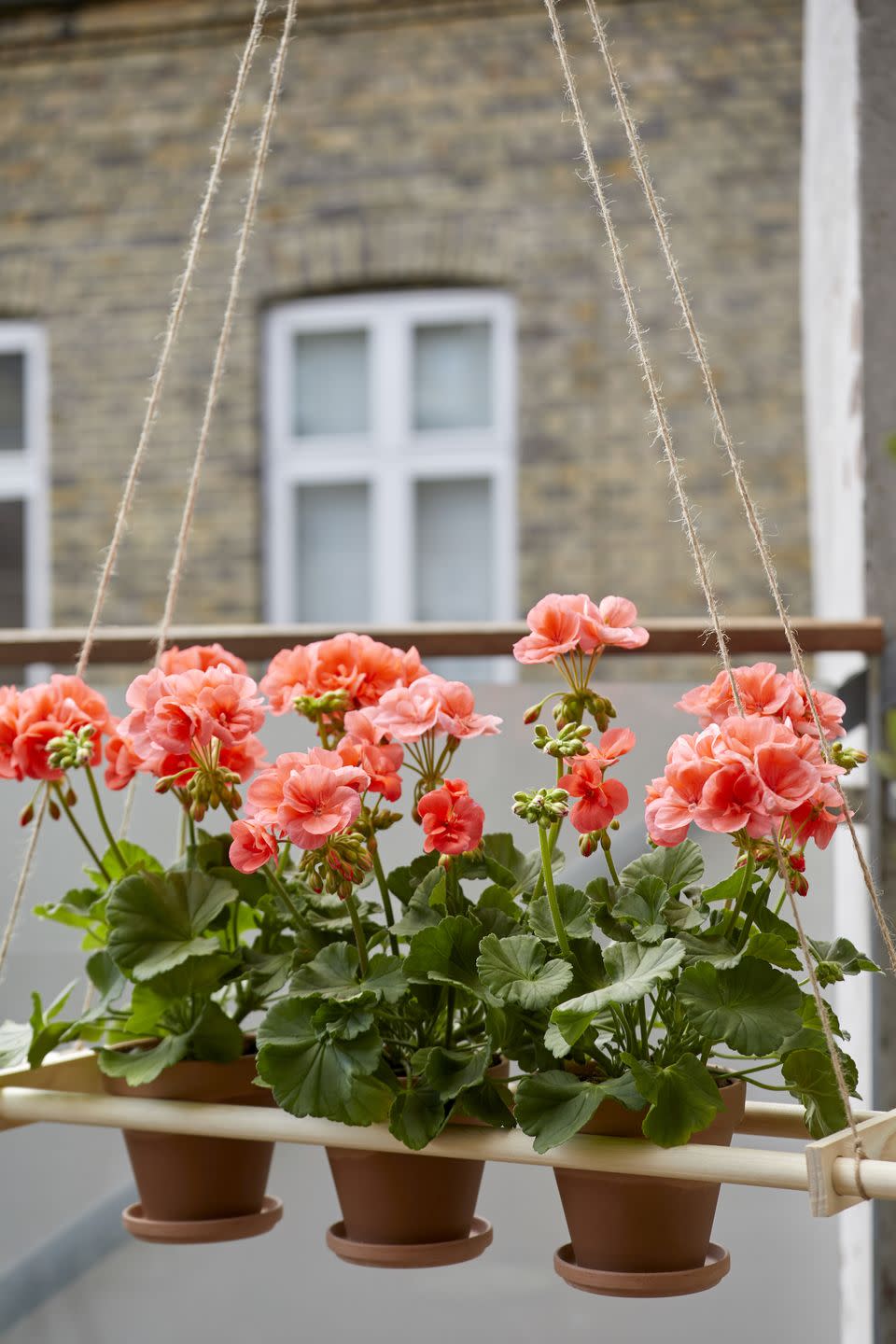 <p>Create a beautiful balcony display with a hanging planter filled with geraniums. All you need is upright or trailing geraniums, terracotta pots with saucers, glue, rope and two round wooden poles and connecting pieces.</p>