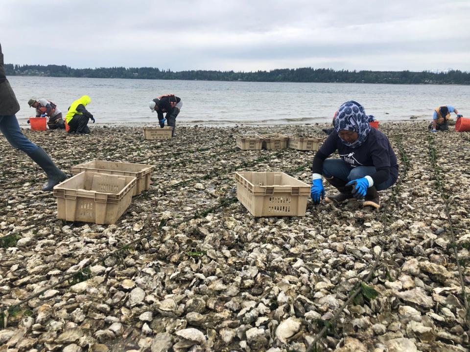 Aisha Prohim looks for oysters on the eastern shore of the Totten Inlet near Olympia, Wash., on May 11.