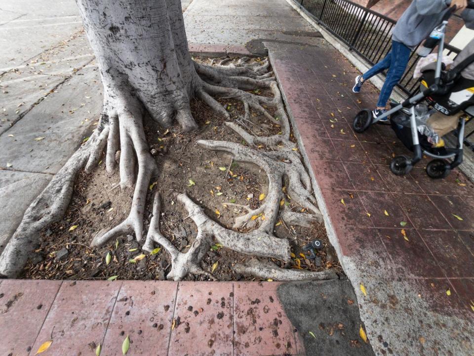The bottom of a tree with roots exposed on a sidewalk.