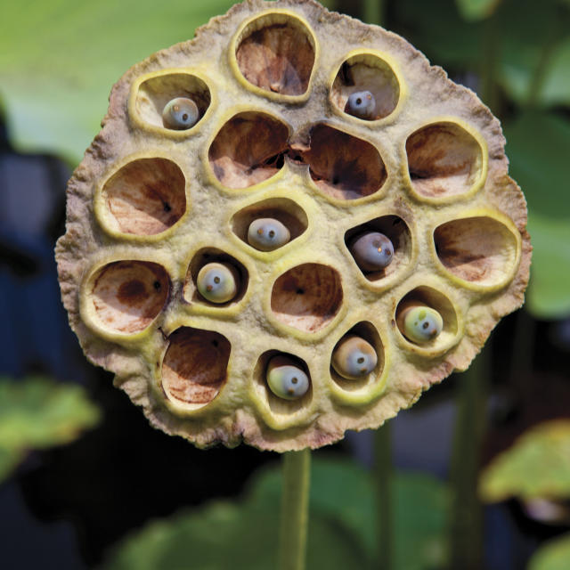 lotus pods trypophobia