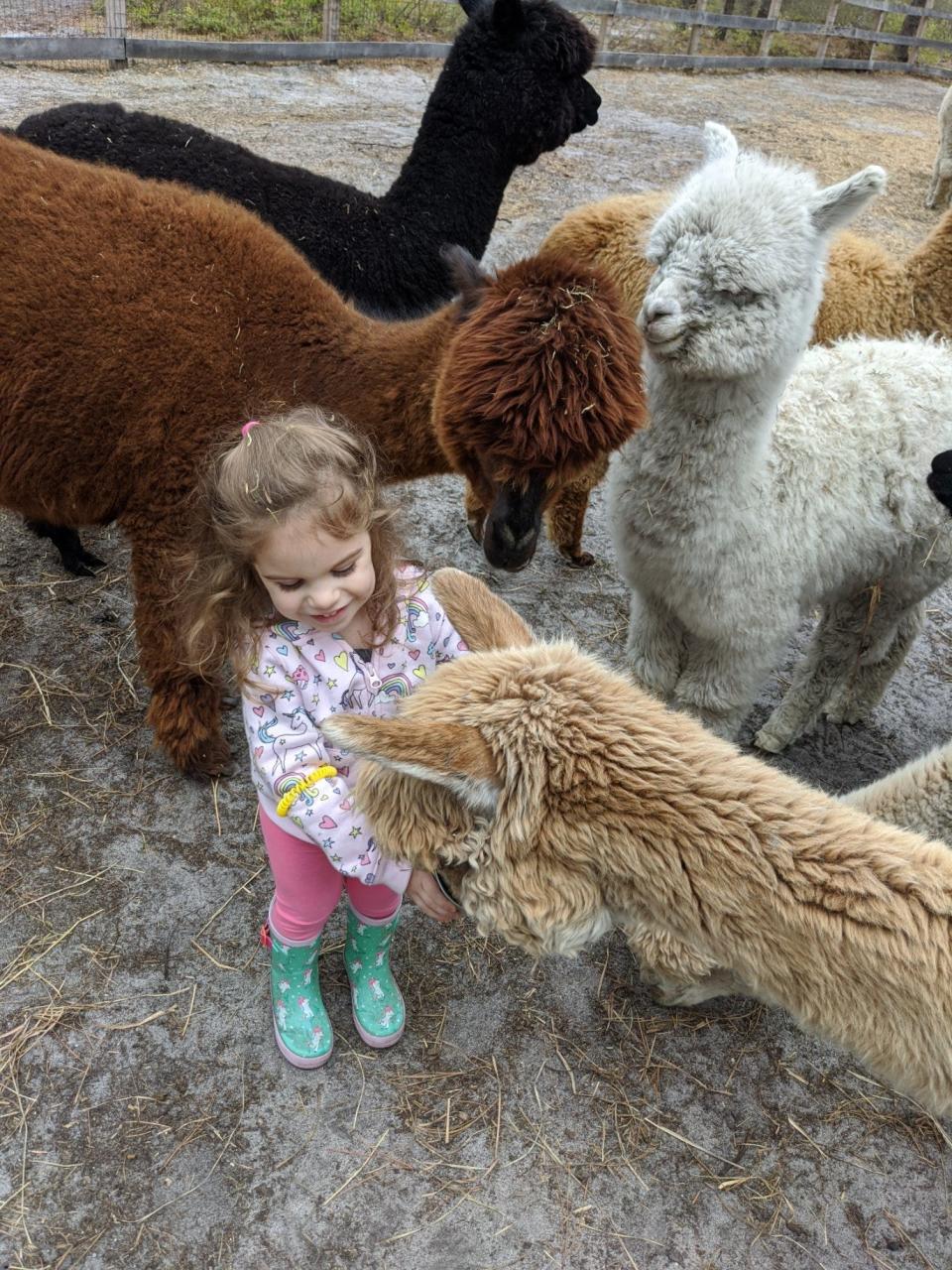 Kim and Herman Weigman own Out of Sight Alpacas in Waretown, where they breed award-winning alpacas.