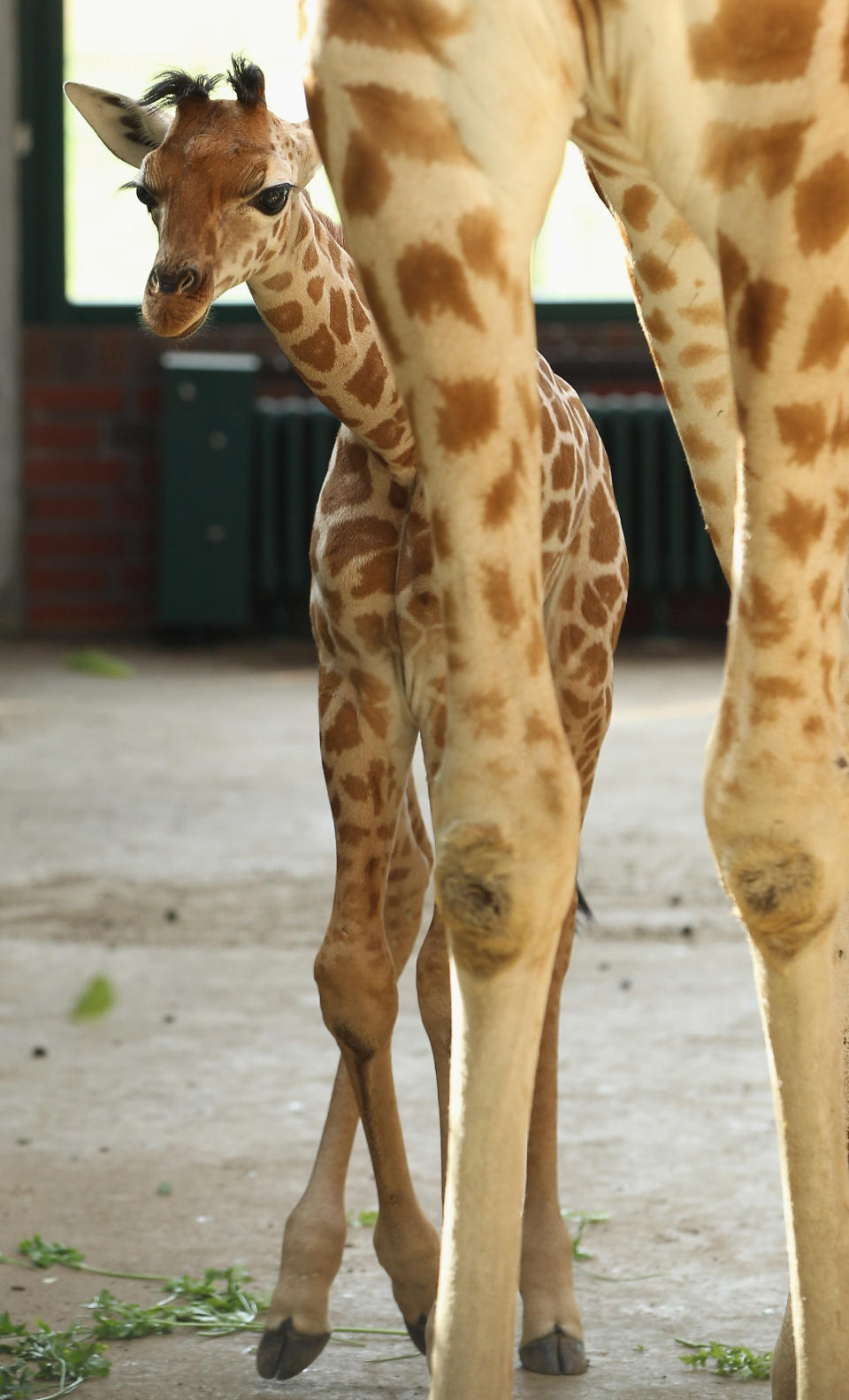 BERLIN, GERMANY - JUNE 29: Jule, a baby Rothschild giraffe, stands next to an adult giraffe in her enclosure at Tierpark Berlin zoo on June 29, 2012 in Berlin, Germany. Jule was born at the zoo on June 10. (Photo by Sean Gallup/Getty Images)