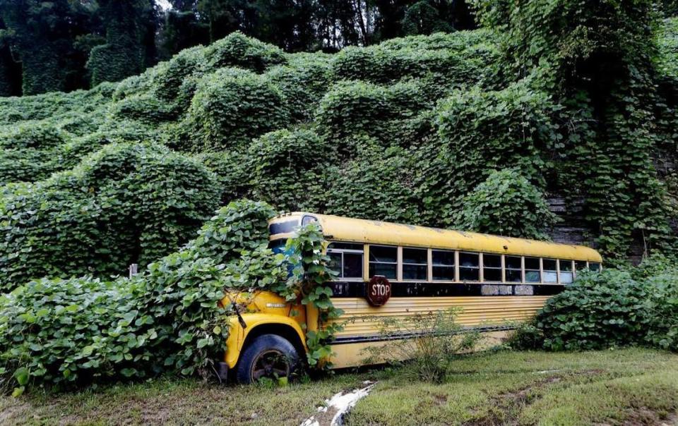 Kudzu is one of the most common offenders on invasive plants. It can blanket entire areas, smothering whatever plant life was there before.