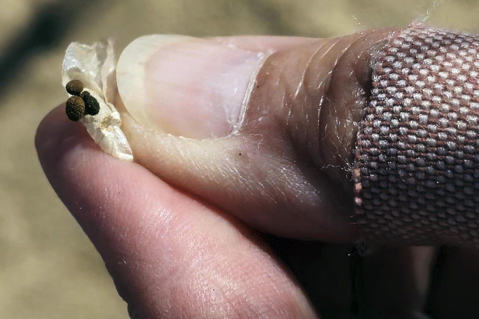 An open seedpod is shown, Wednesday, June 12, 2023, in the Mojave Desert near Joshua Tree, Calif. Previously, years of drought damped the prospect of collection. The goal is to bolster the Mojave Desert Seed Bank, one of many efforts across the United States aimed at preserving plants for restoration projects in the aftermath of wildfire or floods. (AP Photo/Damian Dovarganes)