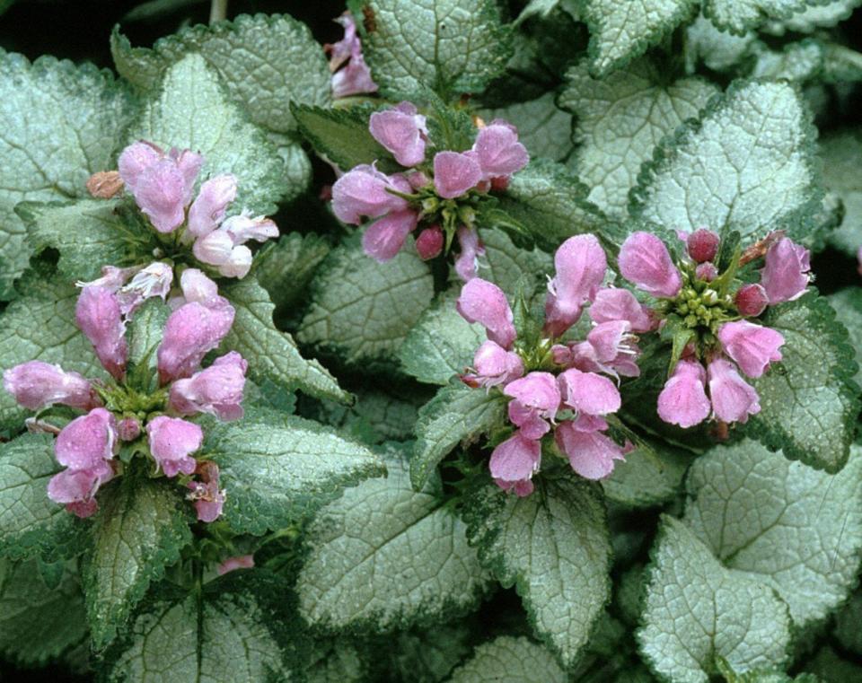 8) Beacon Silver Dead Nettles